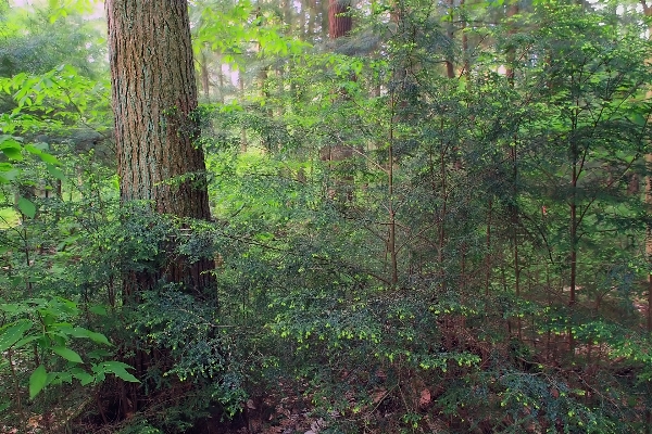 木 自然 森 植物 写真