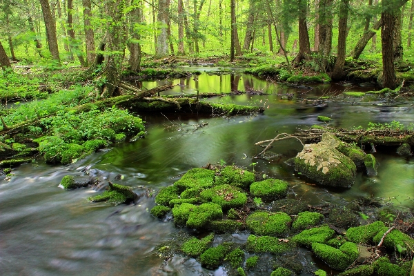 風景 木 自然 森 写真