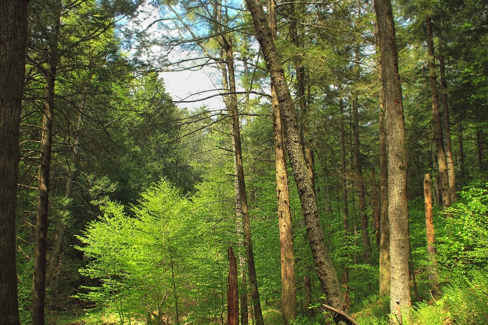 Albero natura foresta selvaggia
