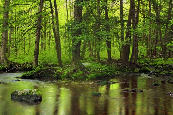 Tree nature forest creek Photo