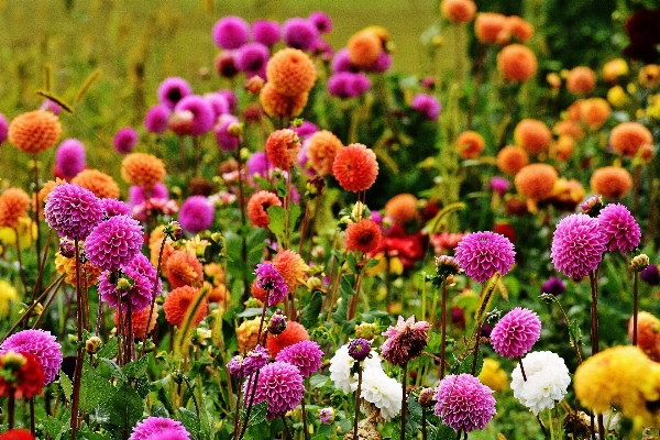 Blossom plant meadow flower Photo