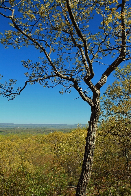 Landscape tree nature forest