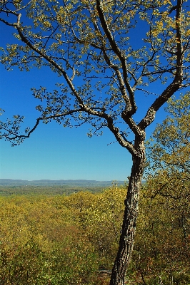 Landscape tree nature forest Photo