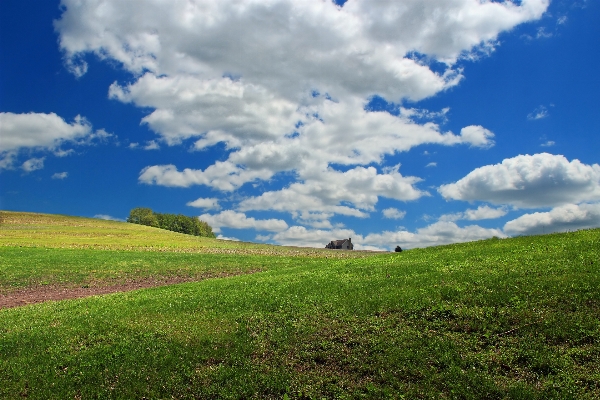 Landscape tree nature grass Photo