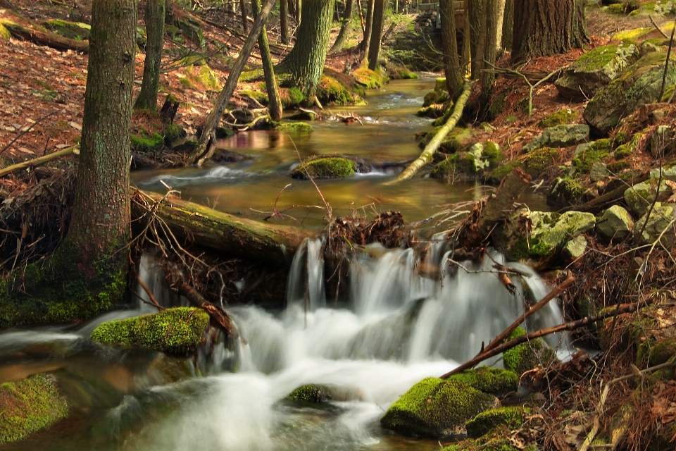 風景 水 自然 森