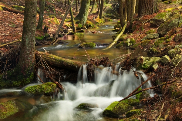 Landscape water nature forest Photo