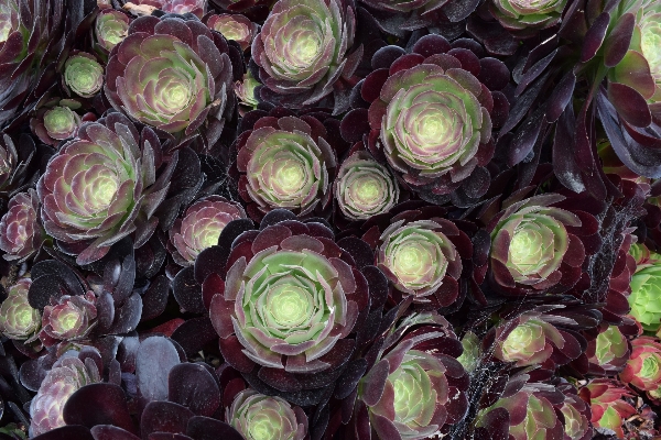 Plant flower petal food Photo