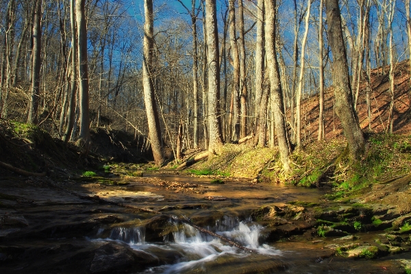 Landscape tree nature forest Photo