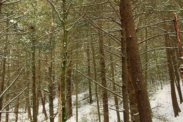 Tree nature forest wilderness Photo