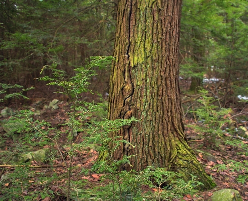 Tree nature forest branch Photo