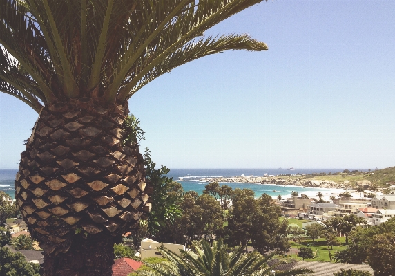 Beach tree ocean plant Photo