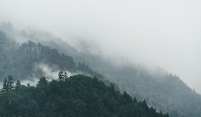 Foto Albero natura foresta montagna