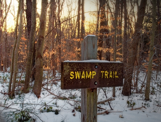 Tree forest wilderness snow Photo