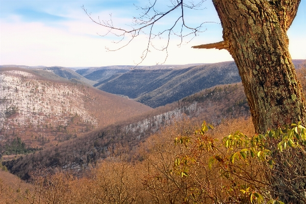 Landscape tree nature forest Photo