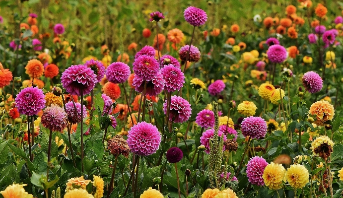 Blossom plant meadow prairie Photo