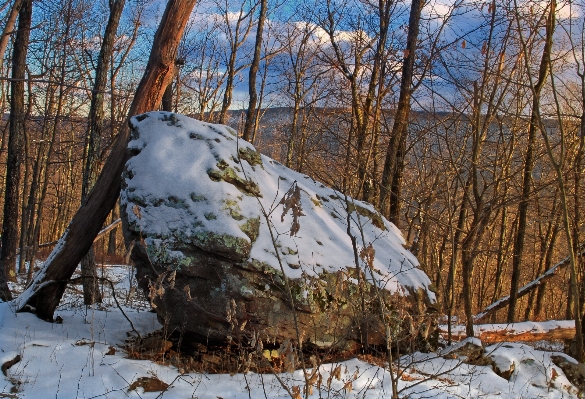 Tree forest rock wilderness Photo