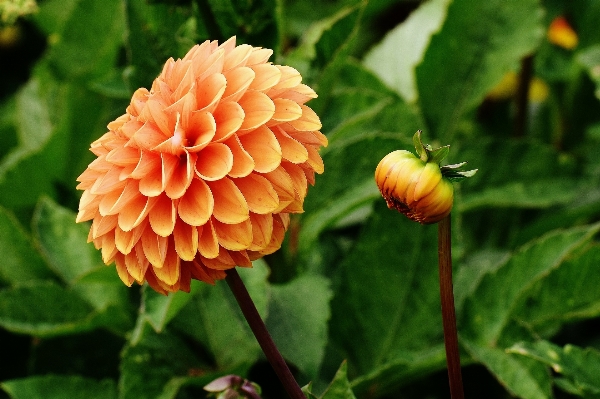 Blossom plant flower petal Photo