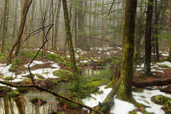 Tree nature forest creek Photo