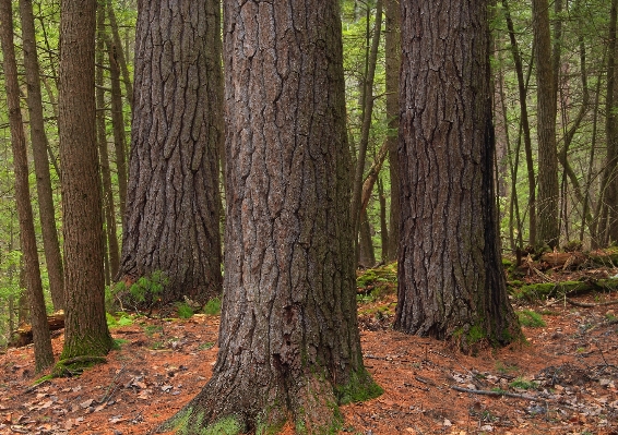 Tree nature forest branch Photo