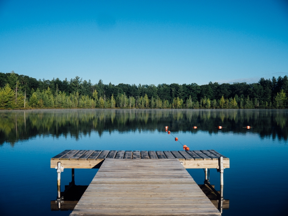 Meer baum wasser natur