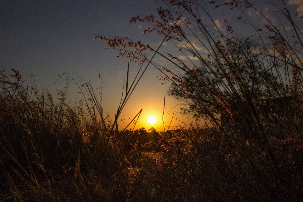 Tree nature grass branch Photo