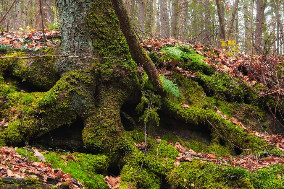 Albero natura foresta selvaggia
