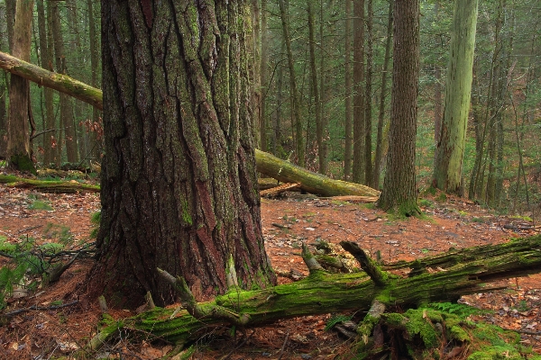 Tree nature forest wilderness Photo