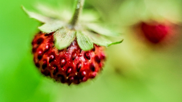 Plant fruit berry flower Photo