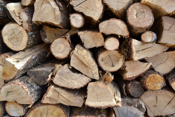 Foto Pohon kayu daun belalai