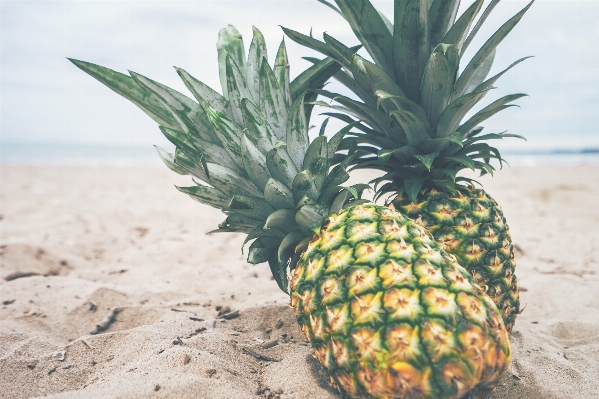 Sand plant fruit food Photo