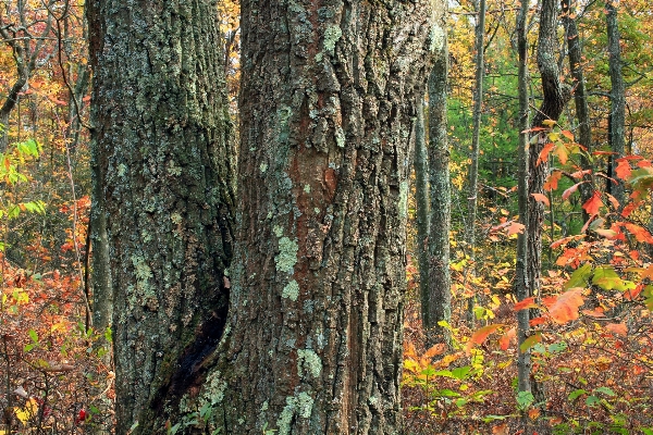 Zdjęcie Drzewo natura las oddział