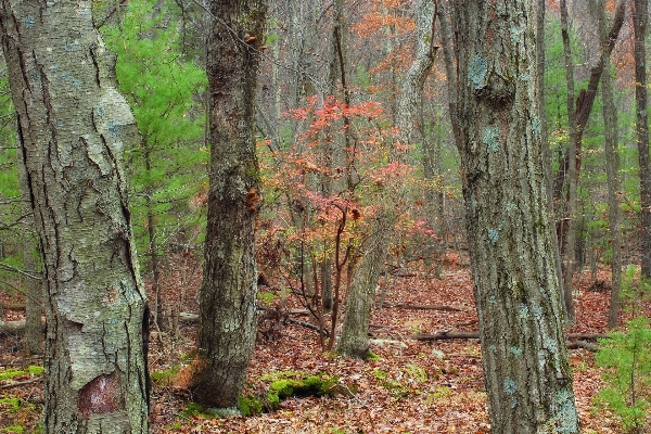 Tree nature forest wilderness Photo