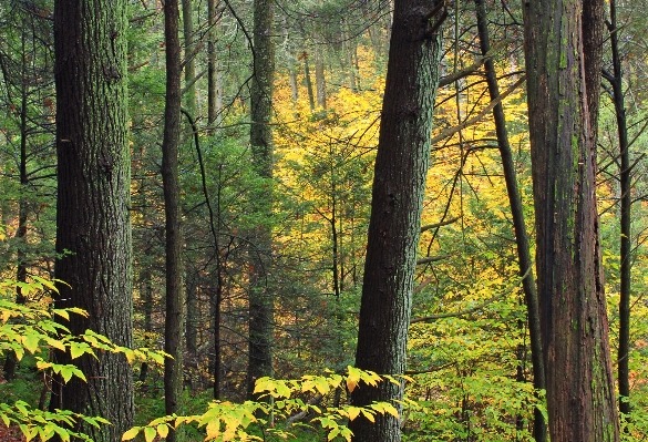 Tree nature forest wilderness Photo