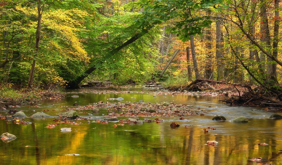 Albero acqua natura foresta