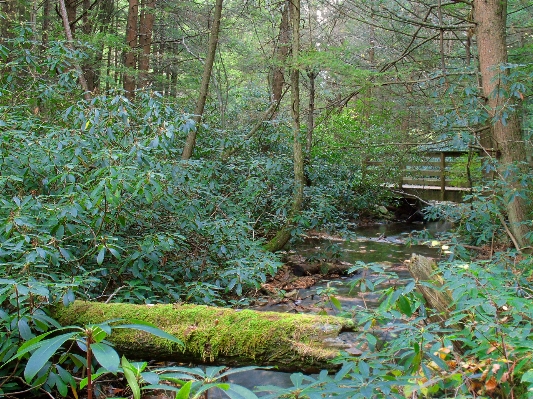 Forest creek swamp wilderness Photo