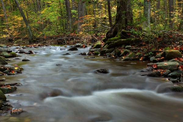 Foto Air alam hutan sungai kecil
