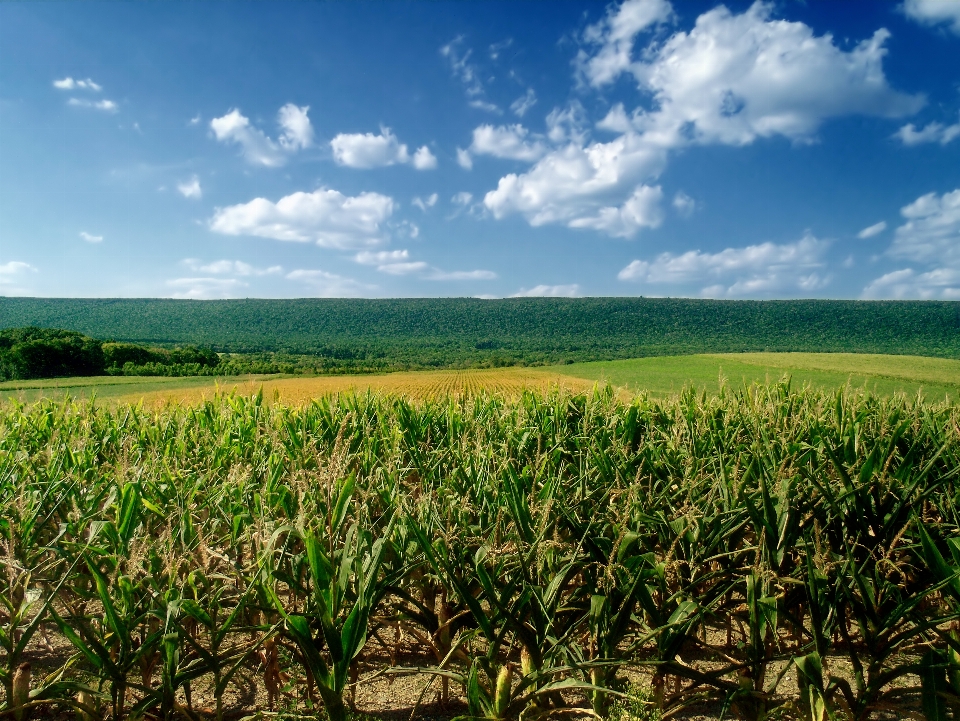 Paesaggio erba orizzonte montagna