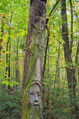 Foto Pohon hutan cabang tanaman