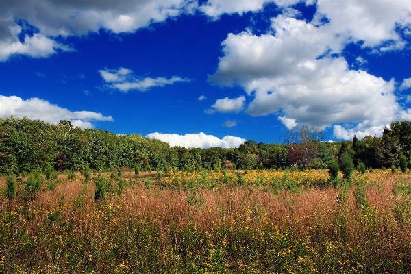 Landschaft baum natur wald Foto