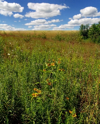 Landscape nature grass wilderness Photo