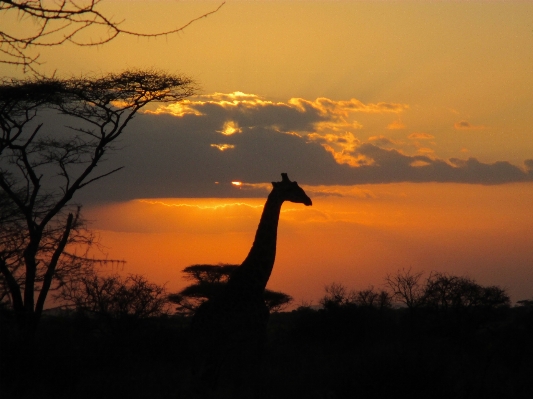 Nature silhouette sunrise sunset Photo