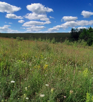 Landscape grass marsh wilderness Photo