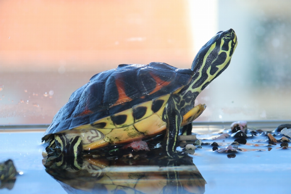 Water animal blue turtle