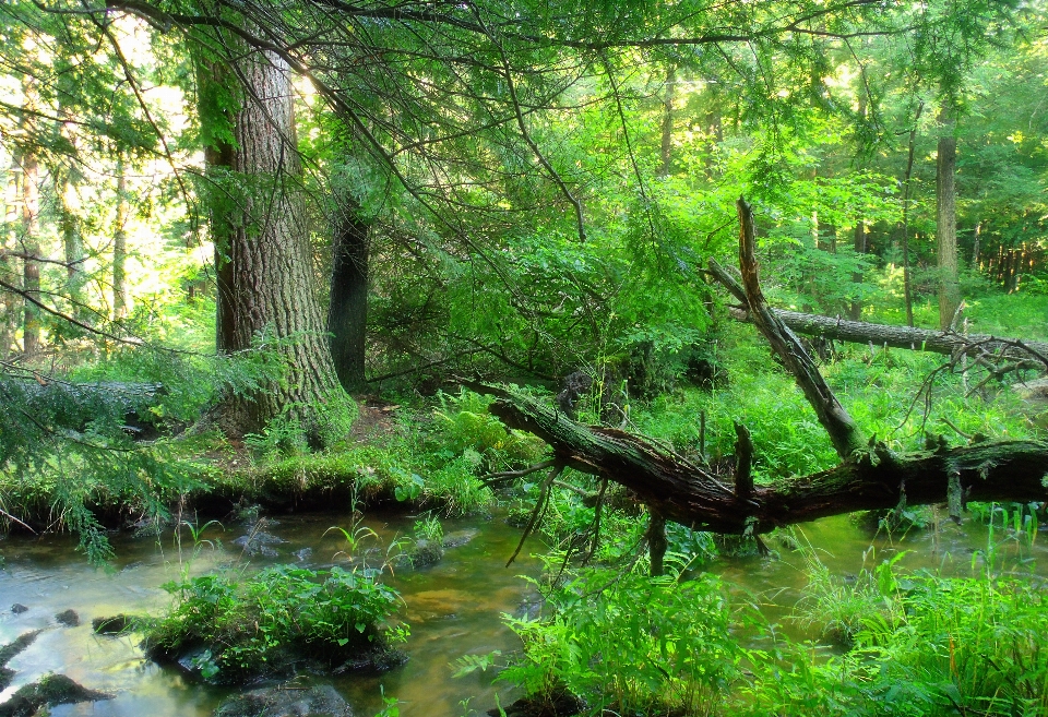 Tree nature forest creek