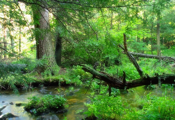 Tree nature forest creek Photo