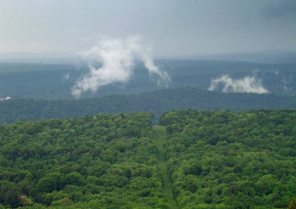 Landscape tree nature forest