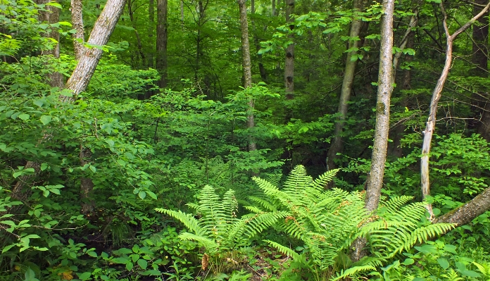 Tree nature forest plant Photo