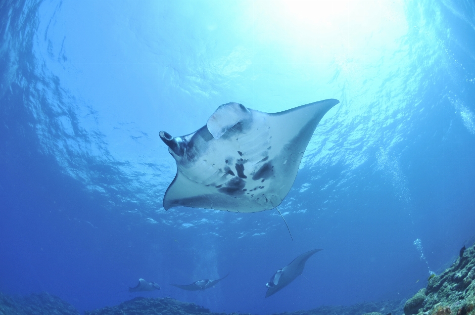 海 海洋 水中 生物学