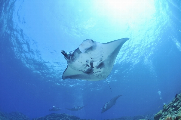 Foto Mar oceano embaixo da agua biologia