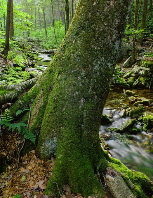 Arbre nature forêt ruisseau
